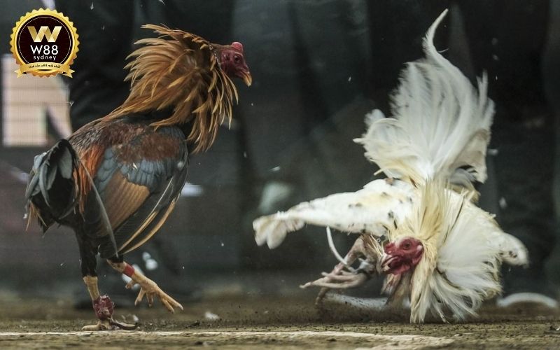 đá gà trực tuyến casino